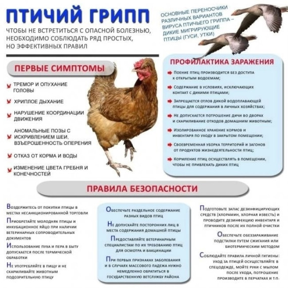 Профилактика птичьего гриппа. Профилактика птичьего гриппа.